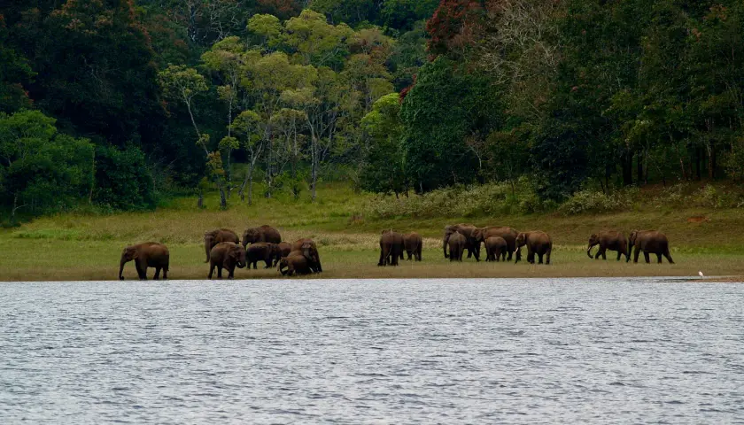 kerala-wildlife-photography-tour