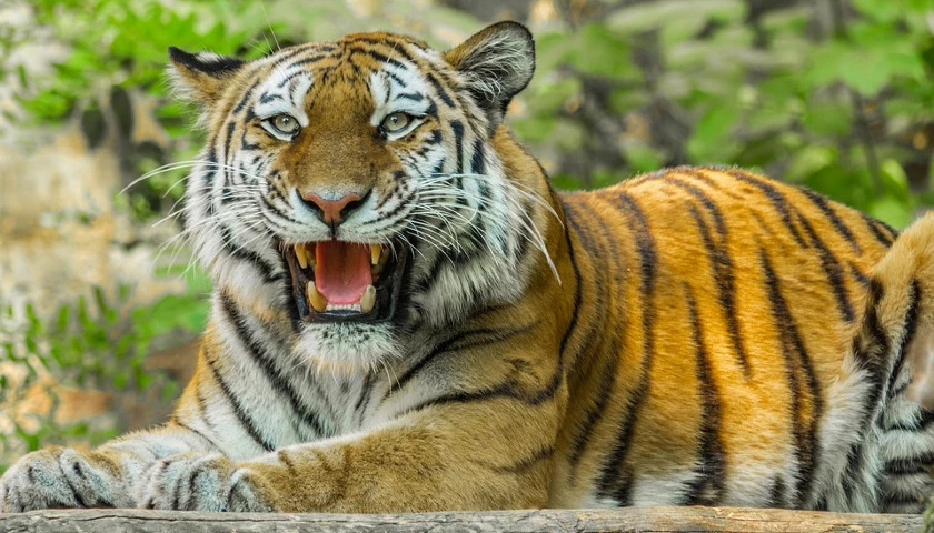 central-india-wildlife-tour