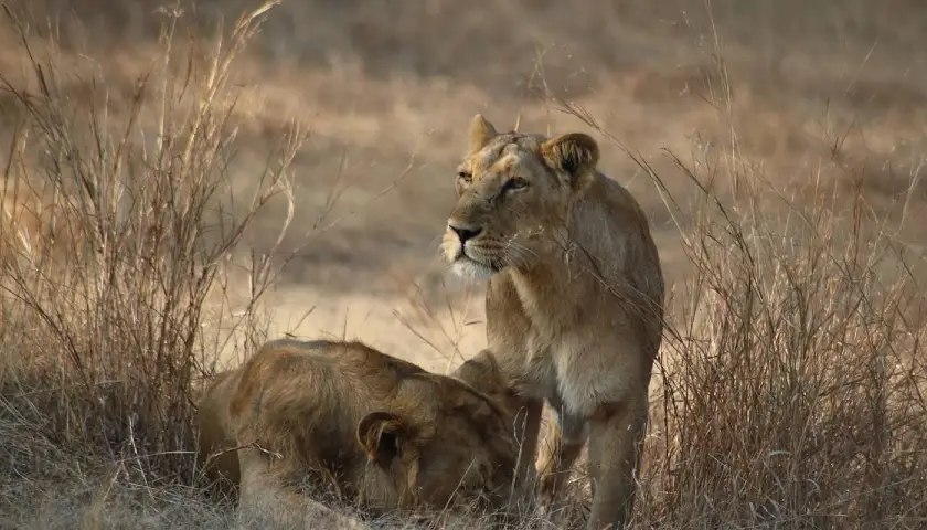 gir-national-park-tour-with-mumbai