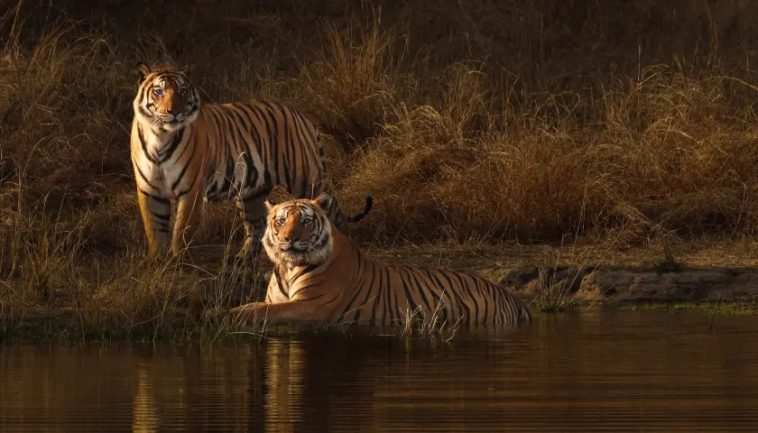 best-tiger-safari-in-india