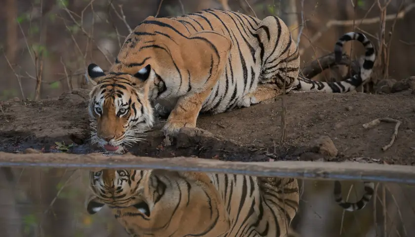 golden-triangle-tour-with-ranthambore