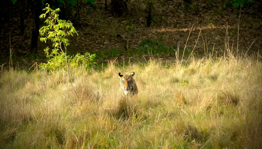 ultimate-tiger-safari-tour-with-mumbai