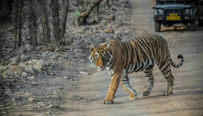 04-days-ranthambore-tiger-tour-with-agra-and-jaipur-by-car-from-delhi