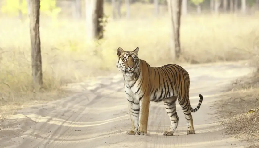 bandhavgarh-luxury-wildlife-tour-package