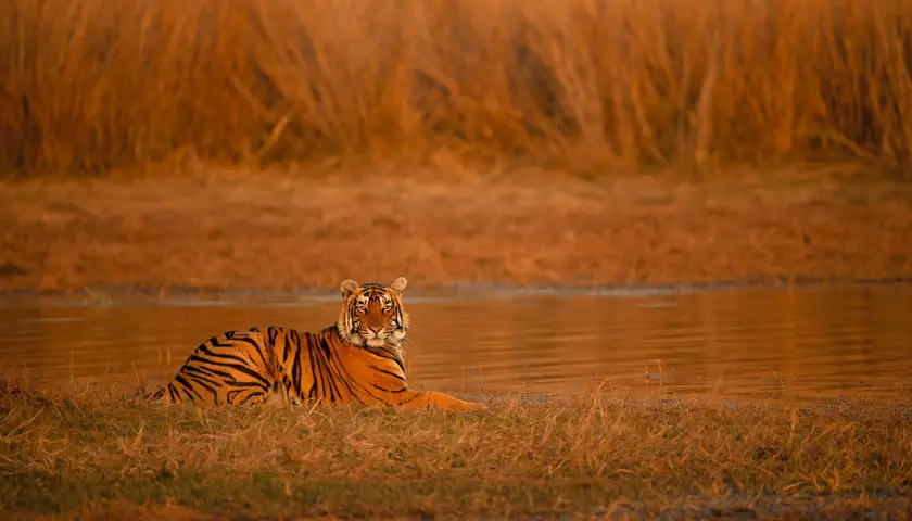 central-india-tiger-trails-with-indian-marvels