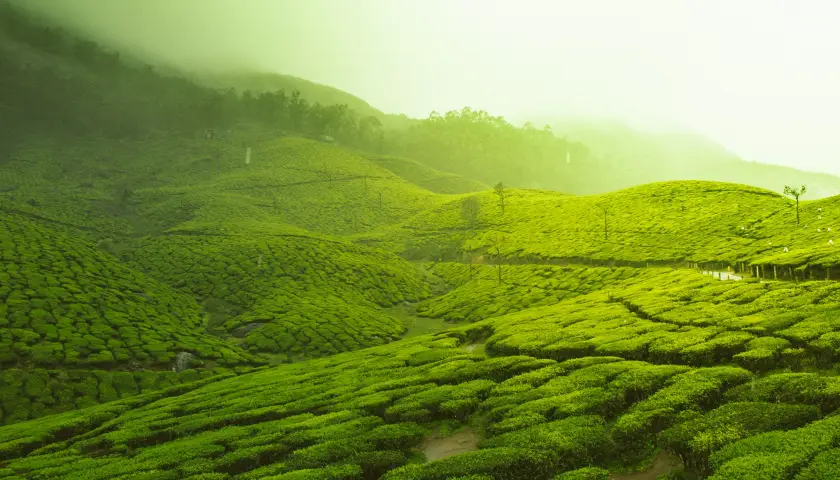 kerala-in-monsoon-unforgettable-beauty-revealed